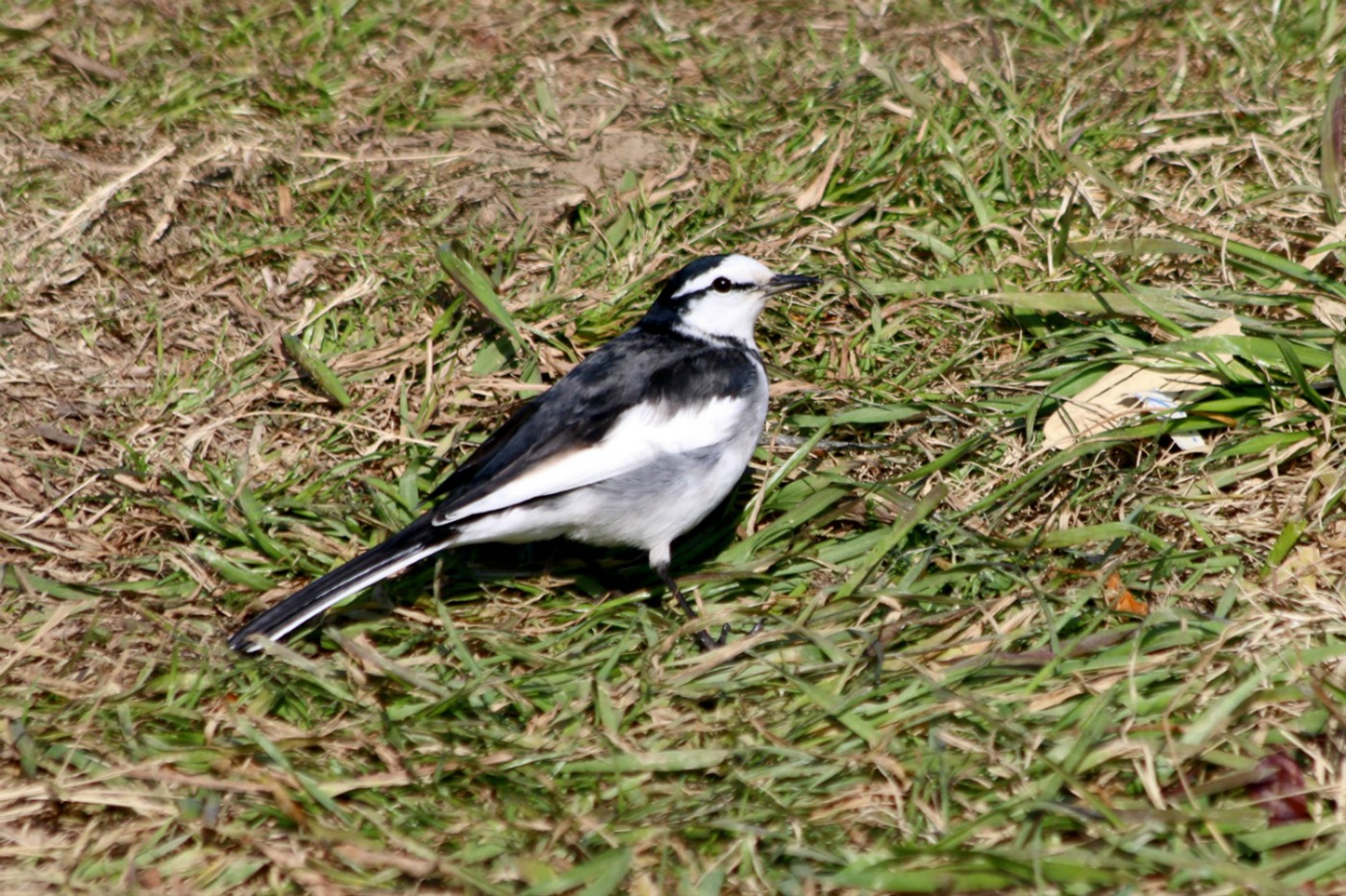a0127090_22561097.jpg