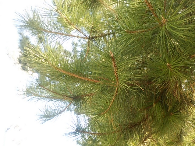 c0150520_13454344.jpg