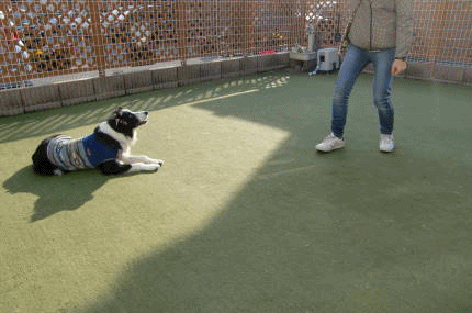 a0338800_20481997.gif