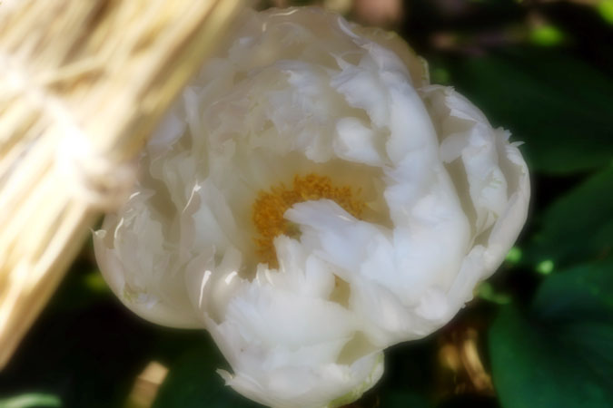a0263109_1105592.jpg