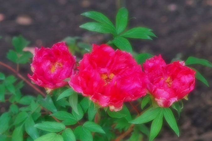 a0263109_111116.jpg