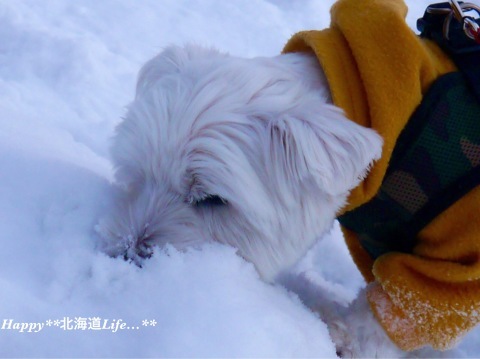 a0337860_23401939.jpeg