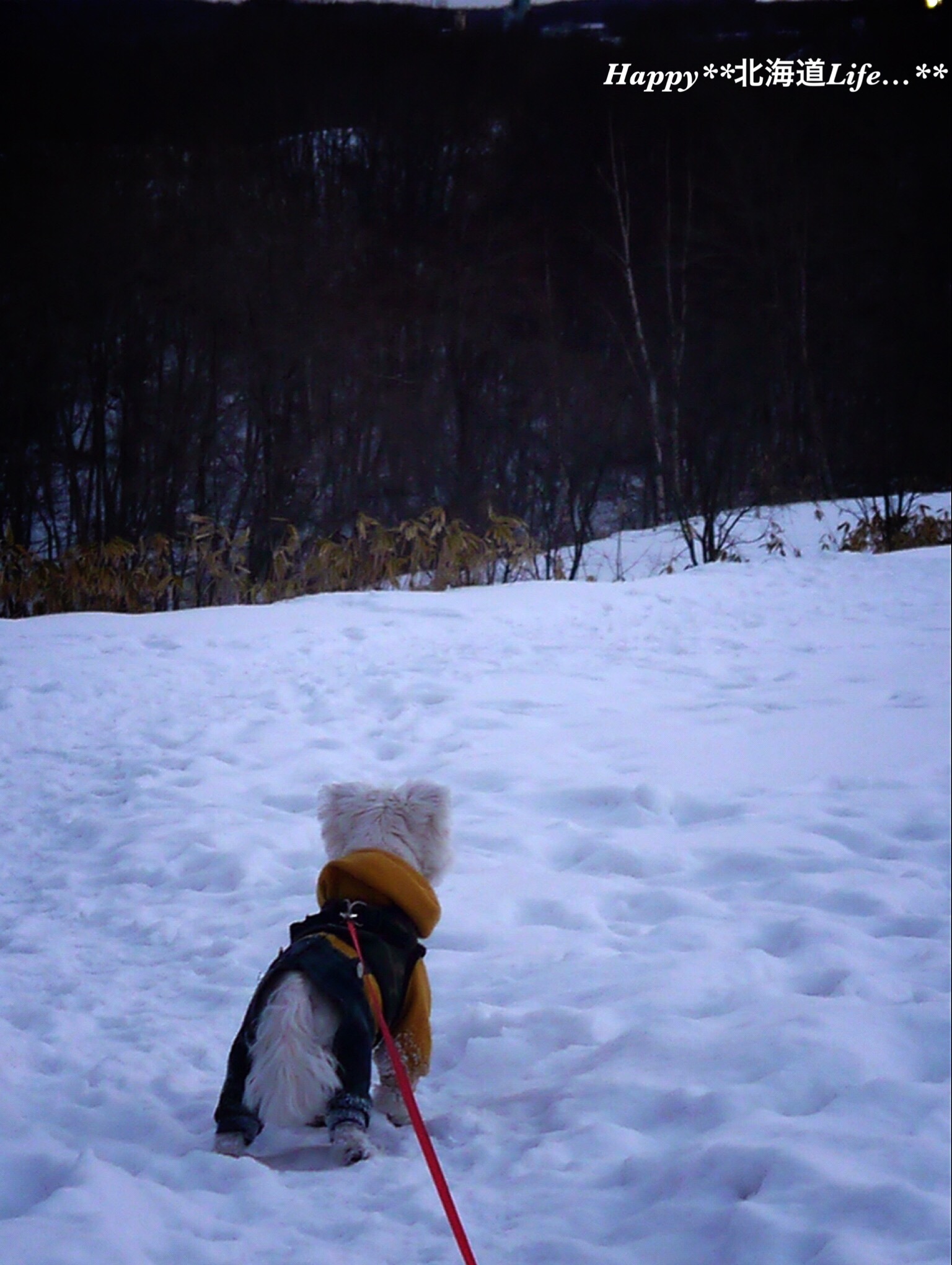 a0337860_23404451.jpeg