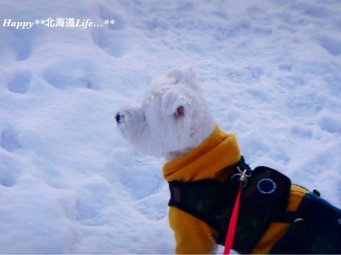 a0337860_23414645.jpeg