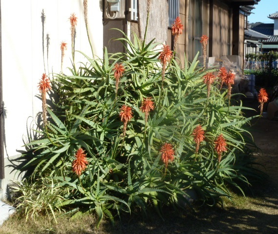 e0278968_20593406.jpg