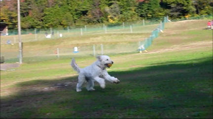 e0161972_14534059.png