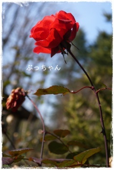 f0353990_14172213.jpg