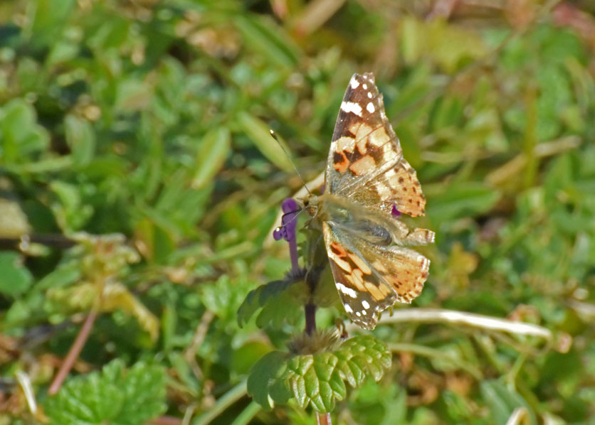 a0126632_20563557.jpg