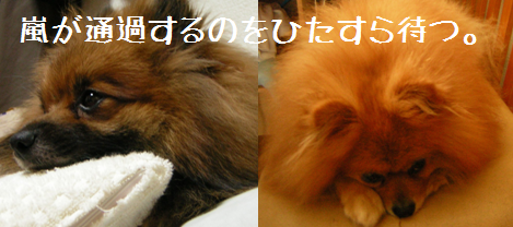 d0196736_11265309.png