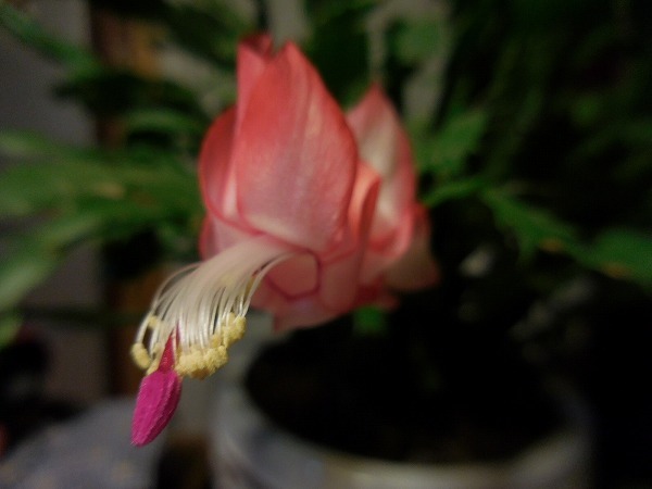 c0327752_10140445.jpg