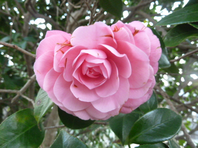 e0278968_21510636.jpg