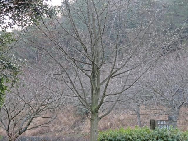 e0264374_20384627.jpg