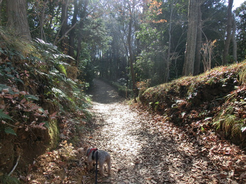 e0123587_1724587.jpg