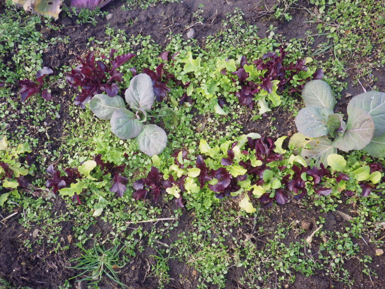 c0300035_14295898.jpg