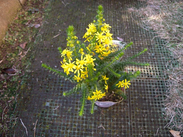 e0272335_16235763.jpg