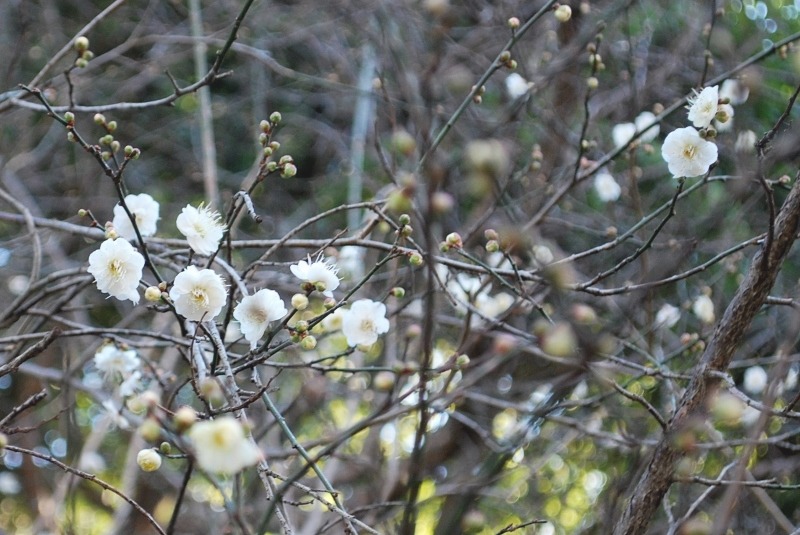 e0025300_20351116.jpg