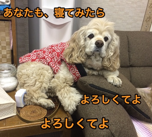 にほんブログ村 犬ブログ アメリカンコッカースパニエルへ