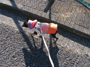 e0150843_02457.jpg