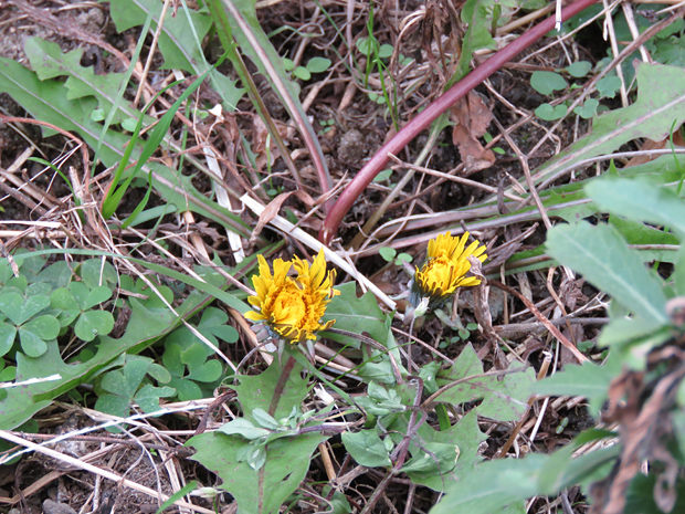 f0214649_12181227.jpg