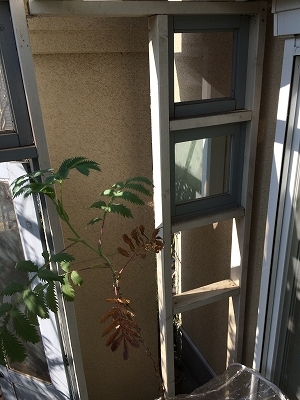 e0170558_00063734.jpg