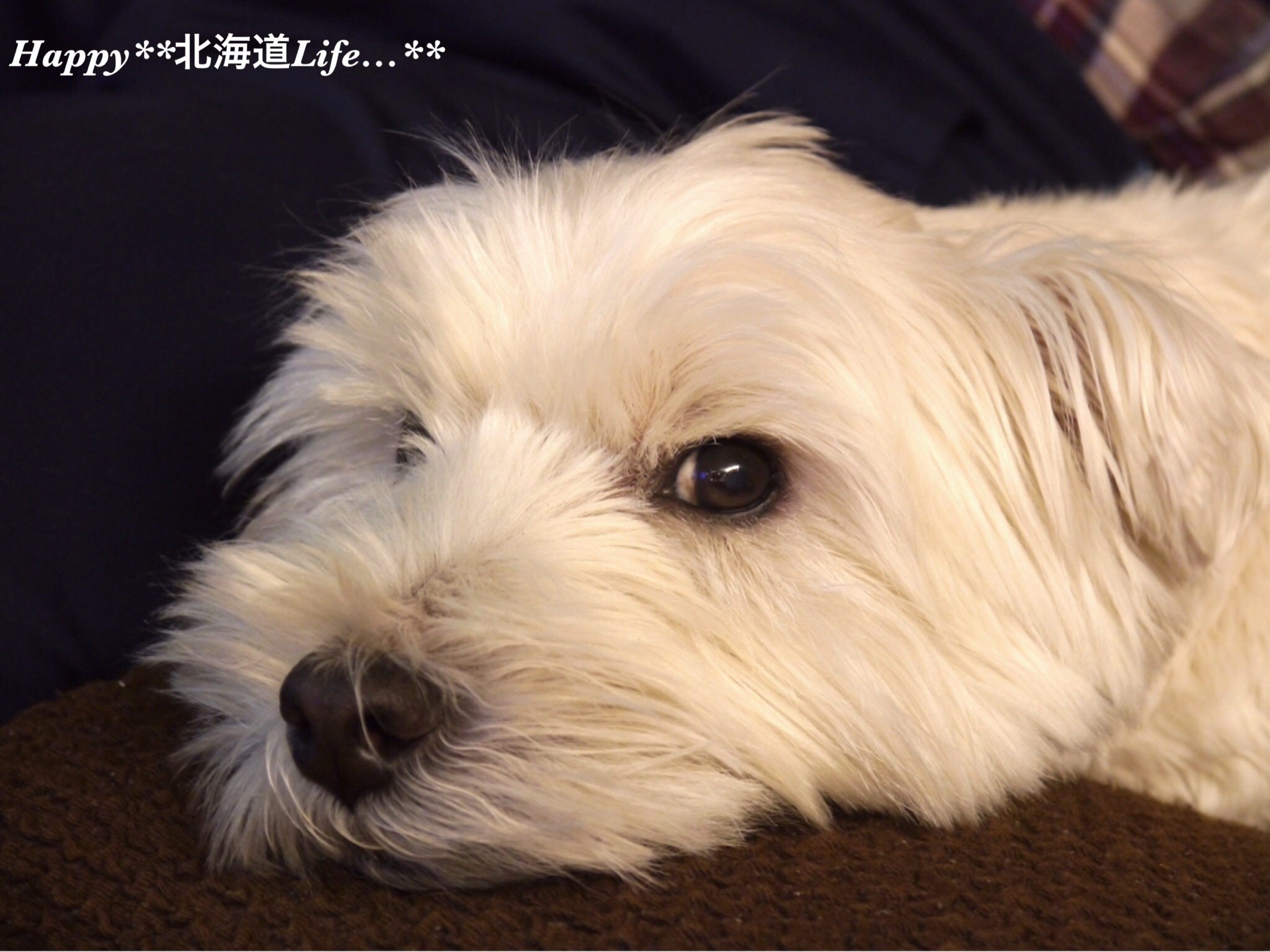 a0337860_22230616.jpeg