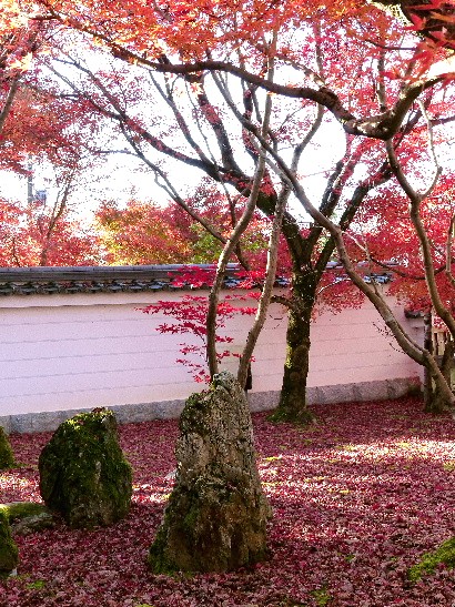 冬の京都ひとり旅 （三）  永観堂の紅葉２ - 野に咲く北国の花