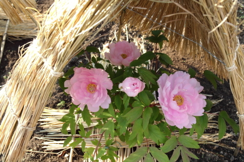 c0210275_00502562.jpg