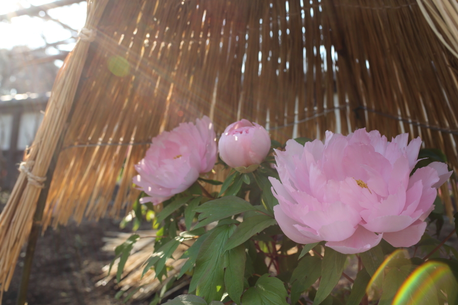 c0210275_00502630.jpg