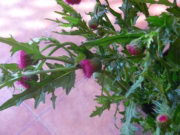 e0140986_121193.jpg