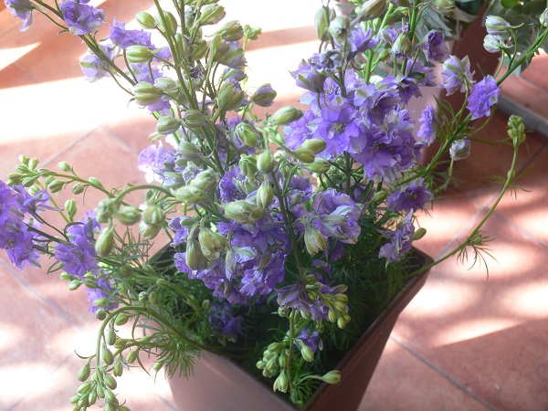 e0140986_126479.jpg