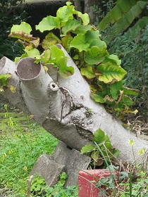 e0130185_11444221.jpg