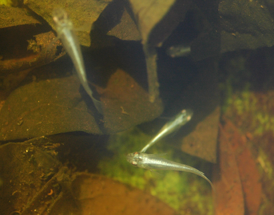 e0097534_11142732.jpg