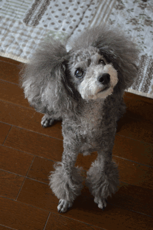 c0136736_1402938.gif