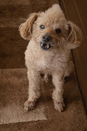 c0136736_141119.gif