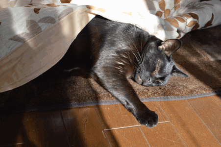 c0136736_1412866.gif