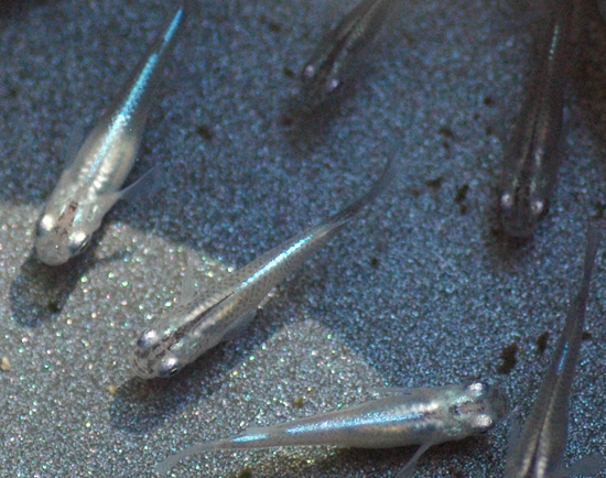 e0097534_10413473.jpg