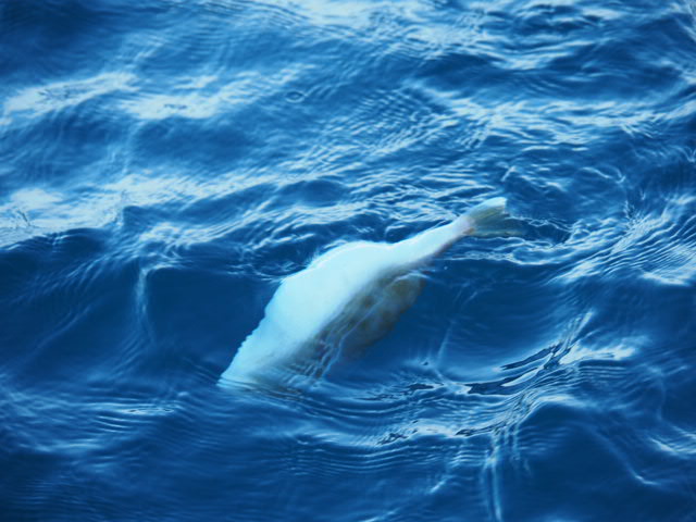 a0248152_18295457.jpg