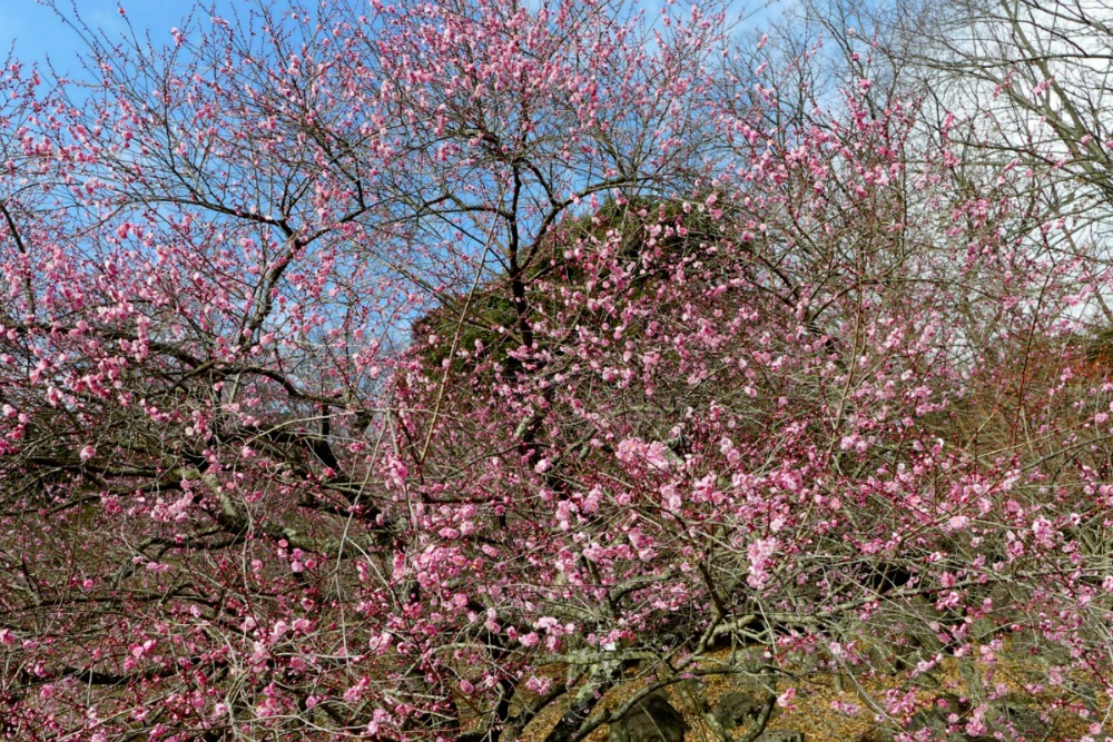 a0127090_21412021.jpg