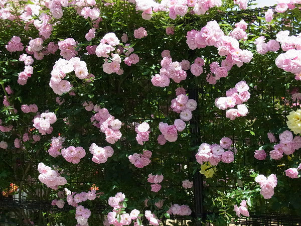 d0350392_21395892.jpg