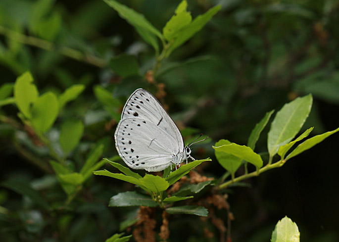 d0146854_1055816.jpg