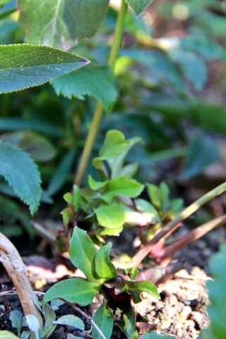 e0154682_17255478.jpg