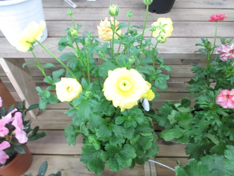 a0203003_17294446.jpg