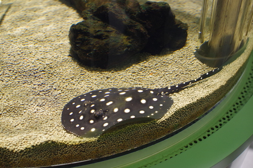a0299749_2025228.jpg