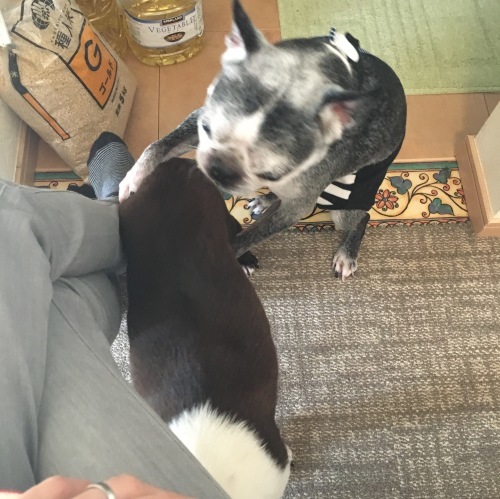 d0041575_23031553.jpeg
