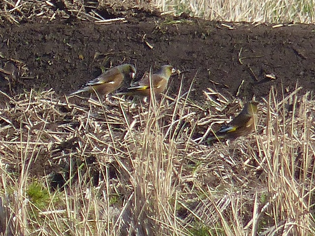 f0357487_22563777.jpg