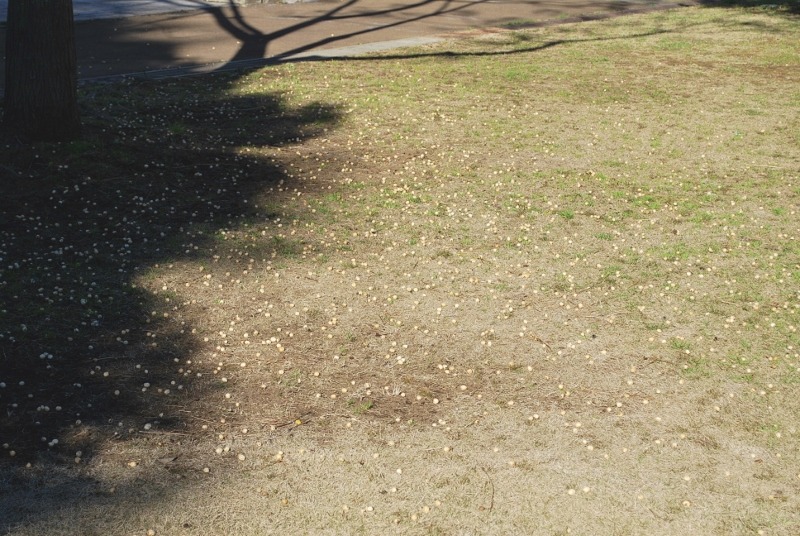 e0025300_20585767.jpg