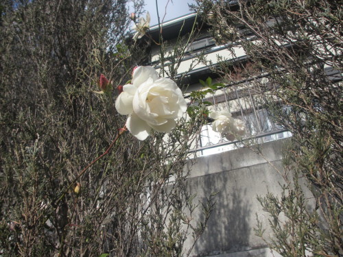 f0157414_17542739.jpg