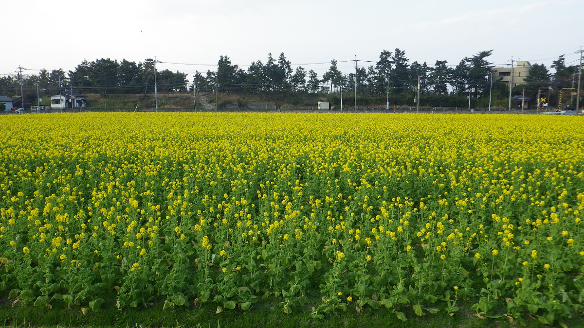 e0305733_8114719.jpg