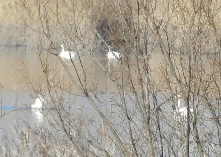 e0172950_1004682.jpg