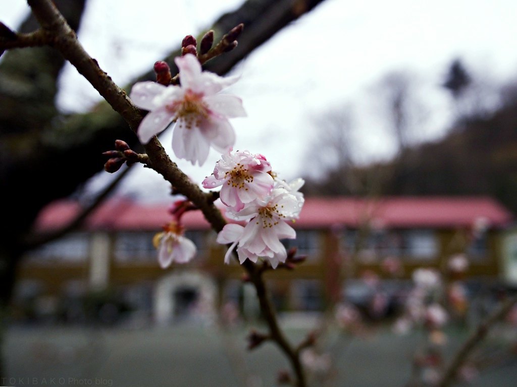 d0100156_16280711.jpg